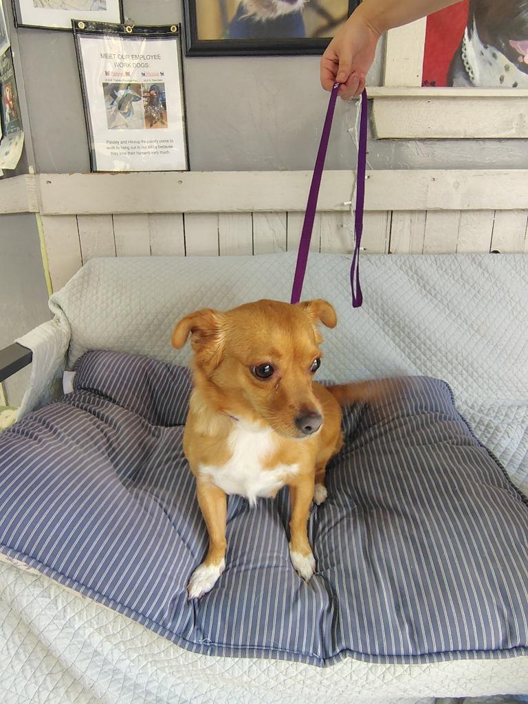 Enlarge Paisley, a Adoptable Chihuahua in Fort Worth, TX image 1/4