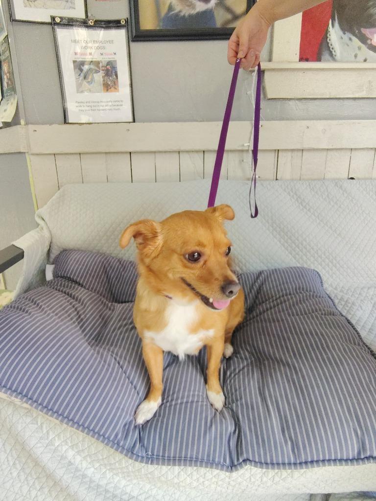 Enlarge Paisley, a Adoptable Chihuahua in Fort Worth, TX image 2/4