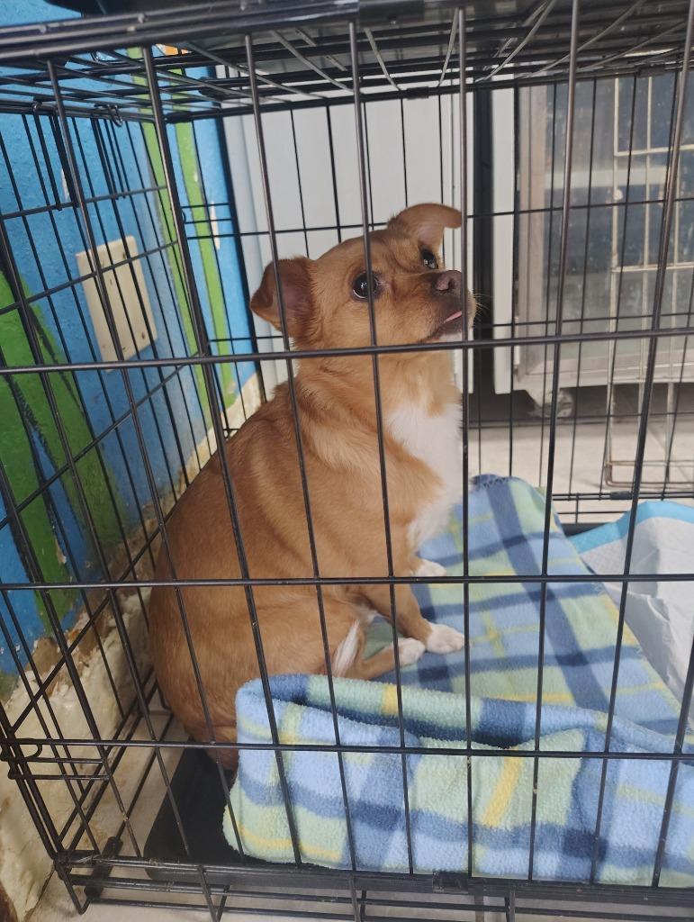 Enlarge Paisley, a Adoptable Chihuahua in Fort Worth, TX image 3/4