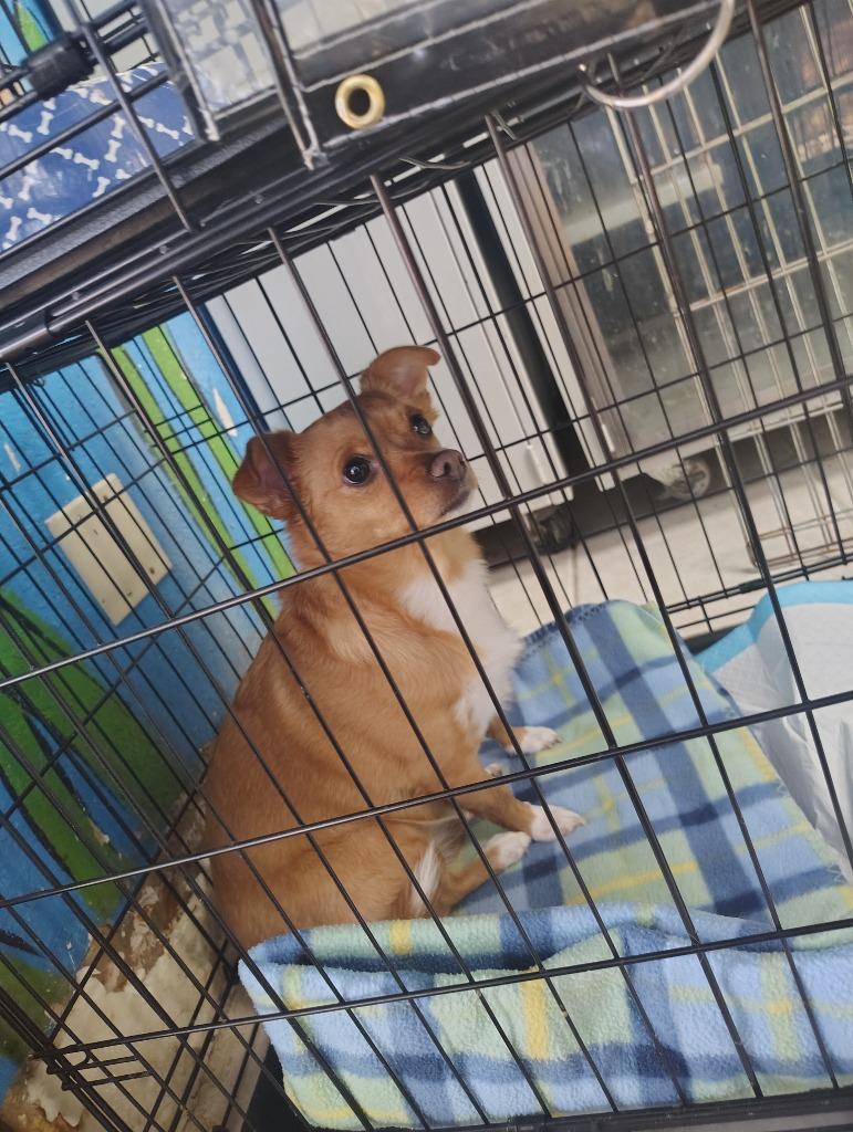 Enlarge Paisley, a Adoptable Chihuahua in Fort Worth, TX image 4/4