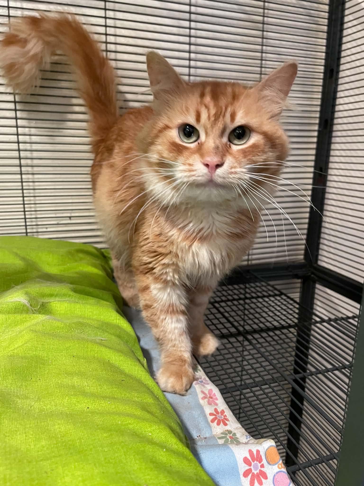 Big Daddy, ADOPTABLE, Adult Male Domestic Long Hair.
