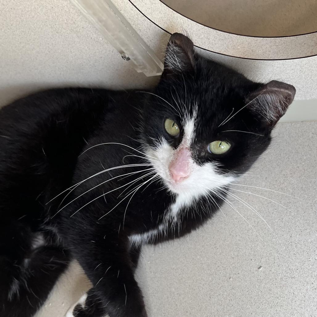 Tippy, Adoptable, Senior Female Domestic Short Hair.