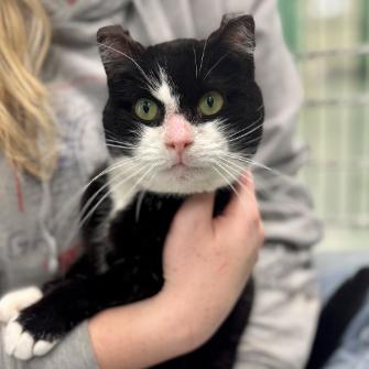 Enlarge Tippy, a Adoptable Domestic Short Hair in Calverton, NY image 2/4