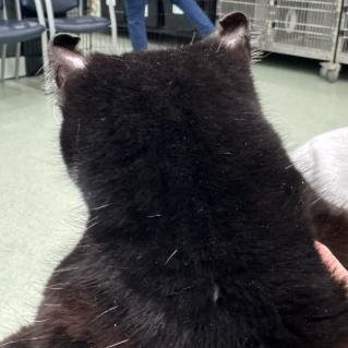 Enlarge Tippy, a Adoptable Domestic Short Hair in Calverton, NY image 3/4