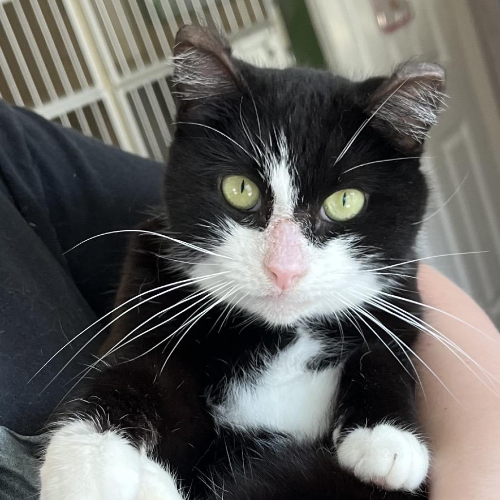 Enlarge Tippy, a Adoptable Domestic Short Hair in Calverton, NY image 4/4