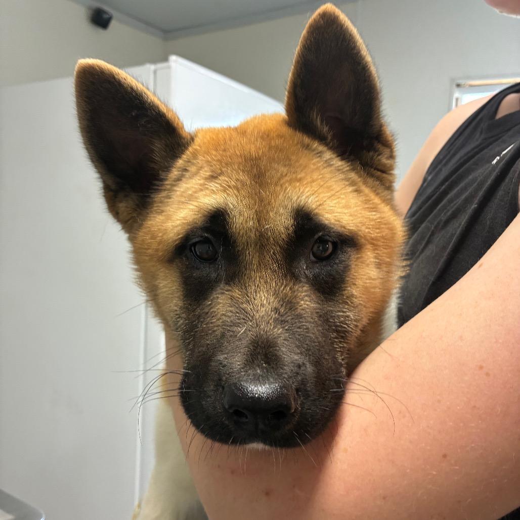 Enlarge Sheila, a Adoptable Akita in Hattiesburg, MS image 1/1