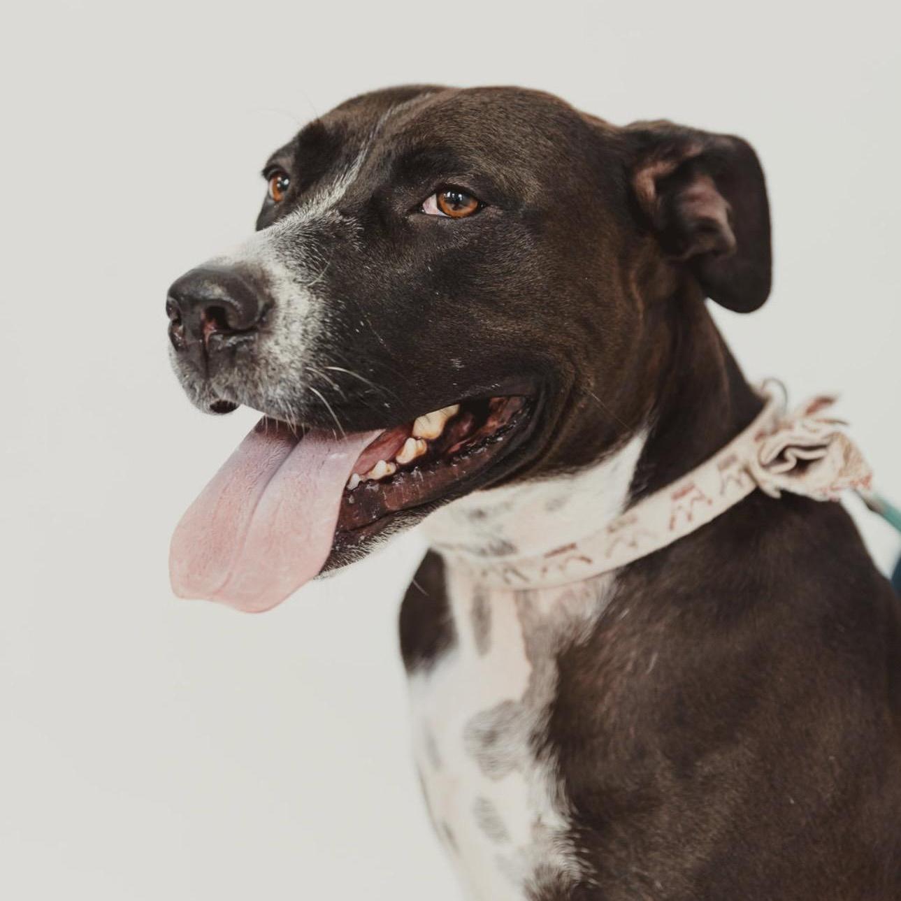 Comfy, an adopted mixed breed in Toledo, OH image 4/6
