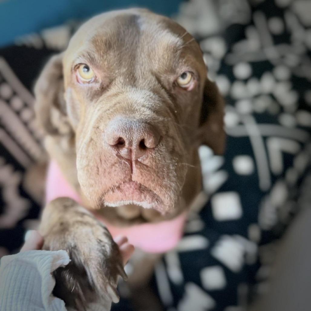 Enlarge Alabama Shakes (BAMA) - is good with dogs and cats, a Adoptable mixed breed in Los Angeles, CA image 1/6