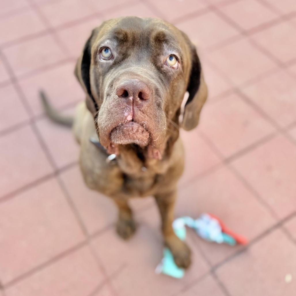 Enlarge Alabama Shakes (BAMA) - is good with dogs and cats, a Adoptable mixed breed in Los Angeles, CA image 4/6