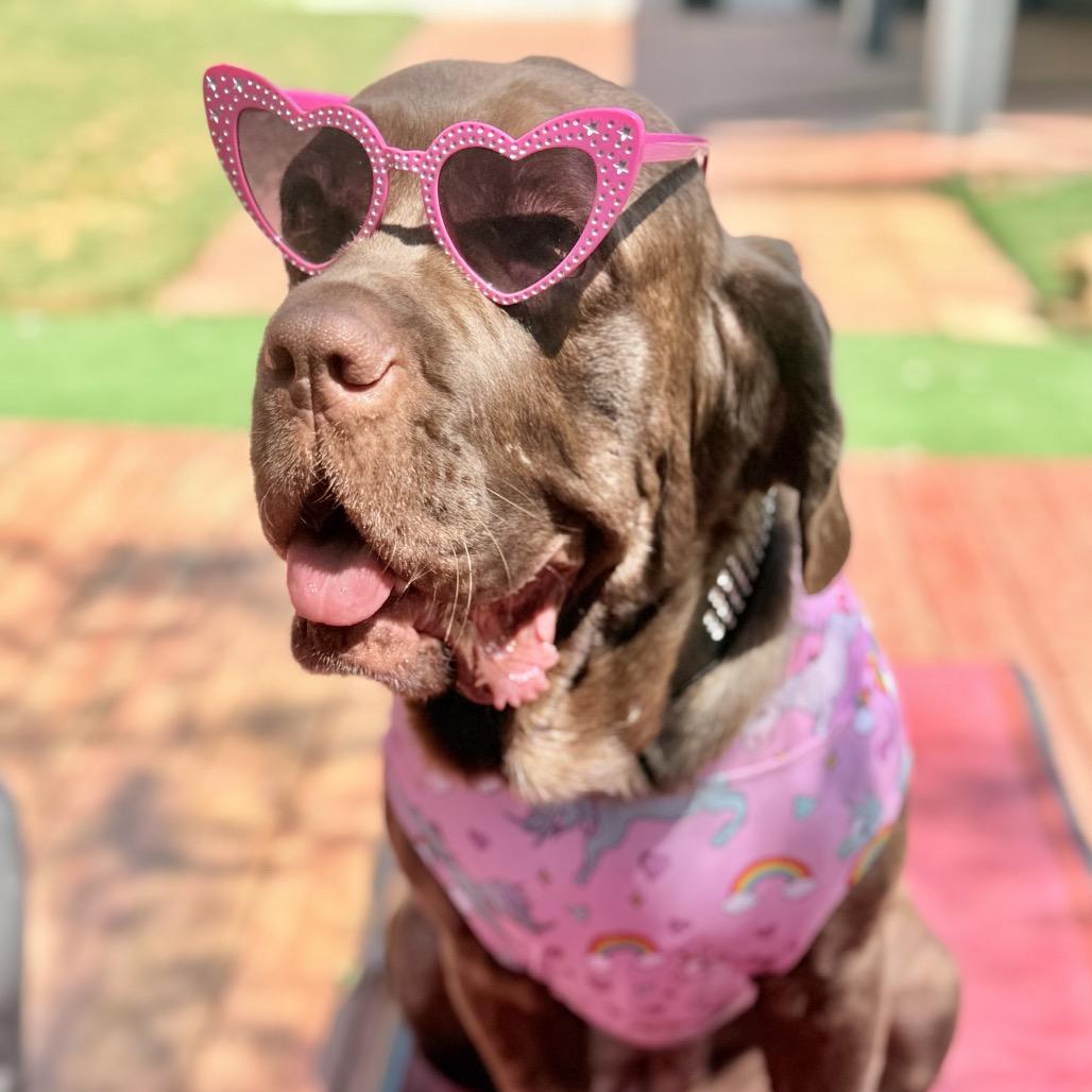 Enlarge Alabama Shakes (BAMA) - is good with dogs and cats, a Adoptable mixed breed in Los Angeles, CA image 5/6