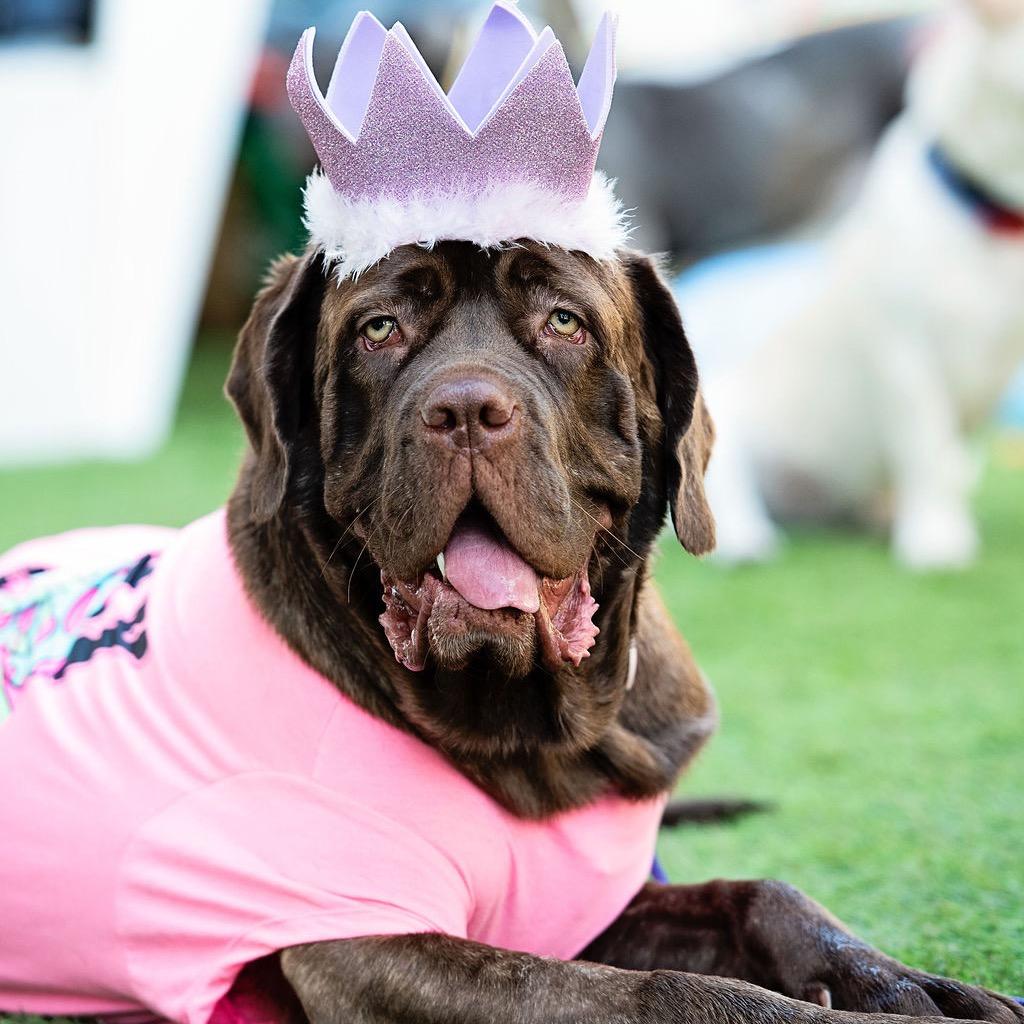 Enlarge Alabama Shakes (BAMA) - is good with dogs and cats, a Adoptable mixed breed in Los Angeles, CA image 2/6