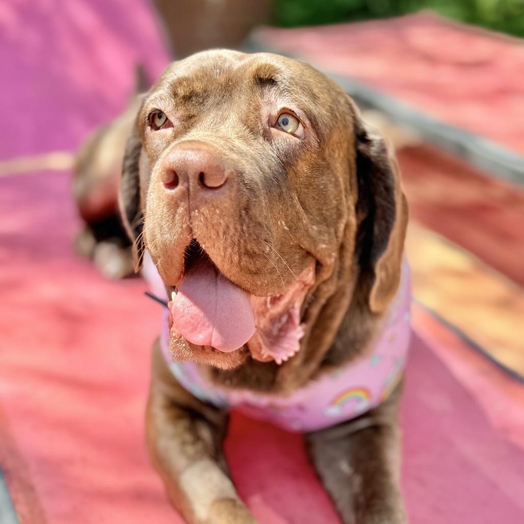 Enlarge Alabama Shakes (BAMA) - is good with dogs and cats, a Adoptable mixed breed in Los Angeles, CA image 6/6