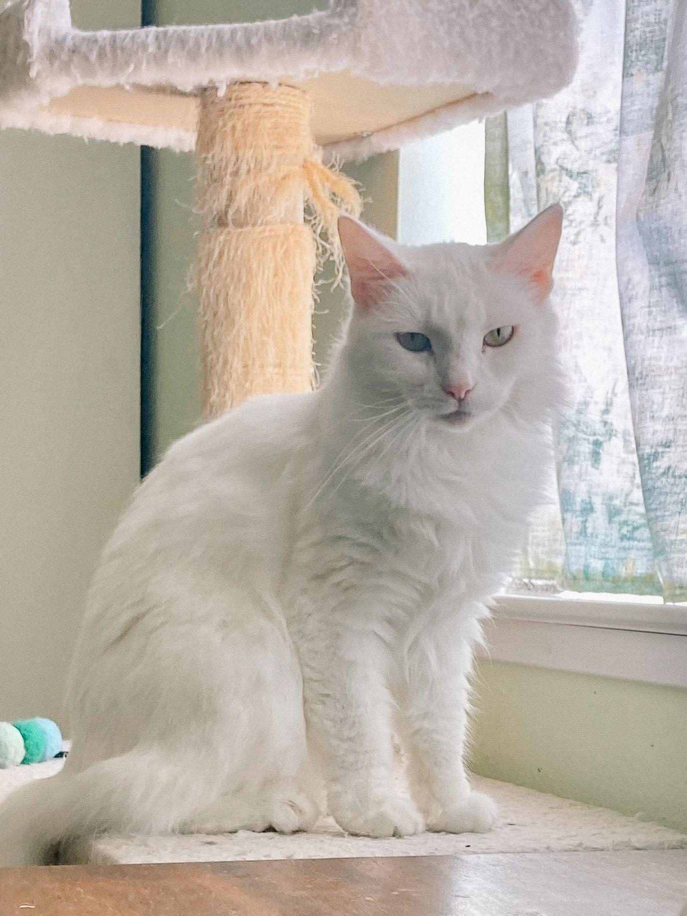 Enlarge Jillie, a Adoptable Domestic Medium Hair in San Jose, CA image 1/3