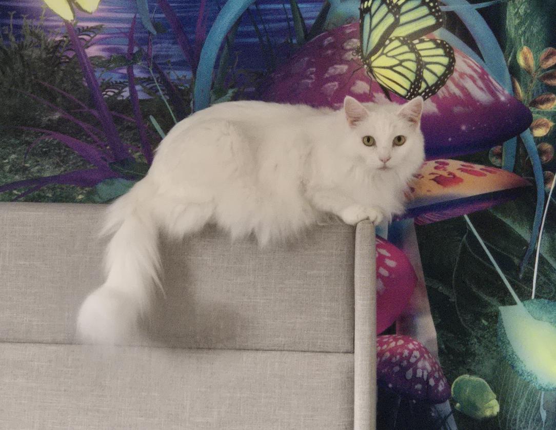 Jillie, a Adoptable Domestic Medium Hair in San Jose, CA image 2/3