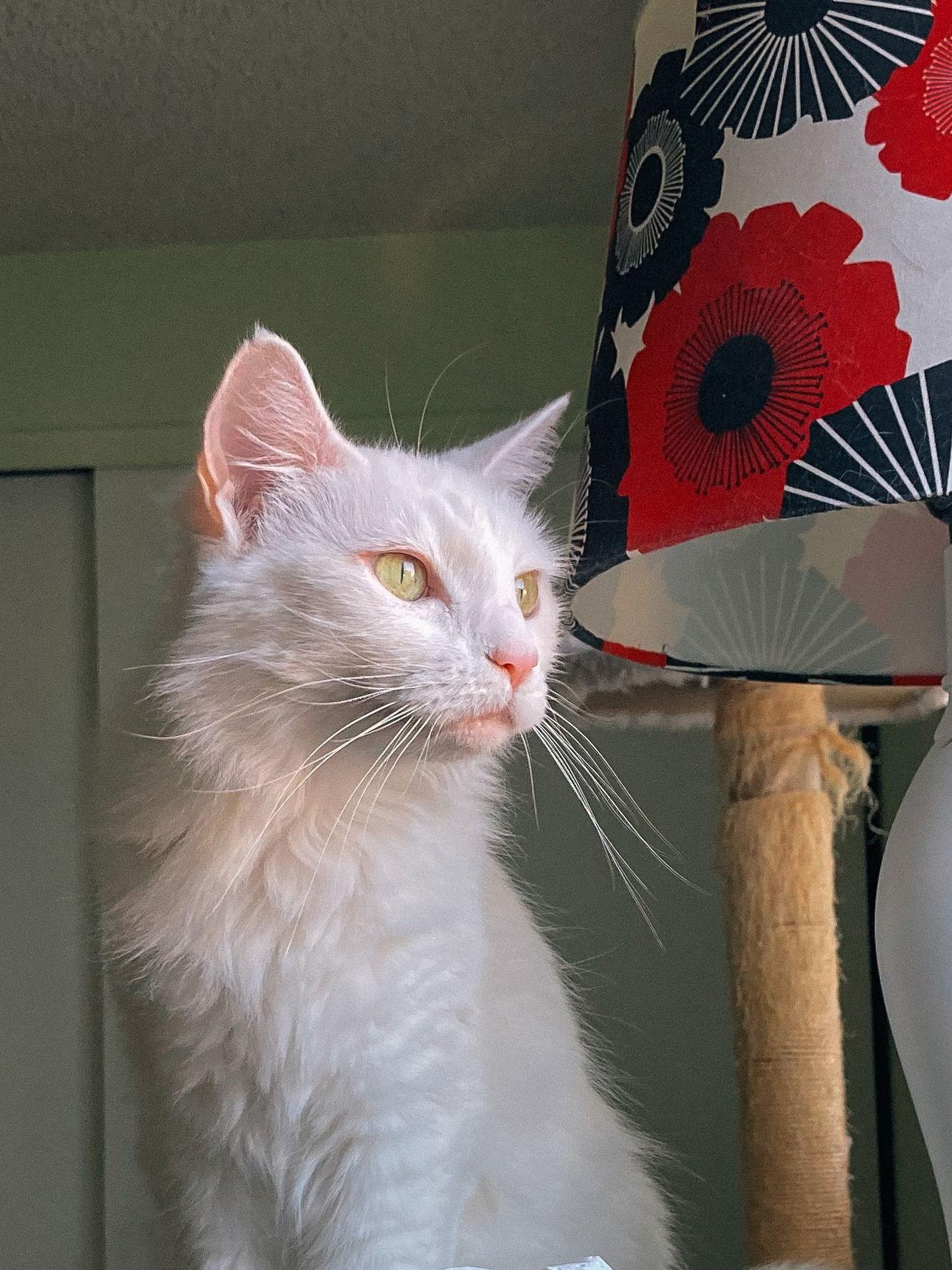 Enlarge Jillie, a Adoptable Domestic Medium Hair in San Jose, CA image 2/3