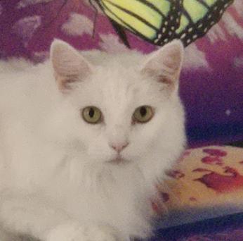 Enlarge Jillie, a Adoptable Domestic Medium Hair in San Jose, CA image 3/3