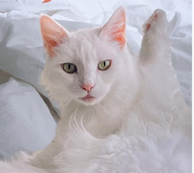 Enlarge Jillie, a Adoptable Domestic Medium Hair in San Jose, CA image 3/3