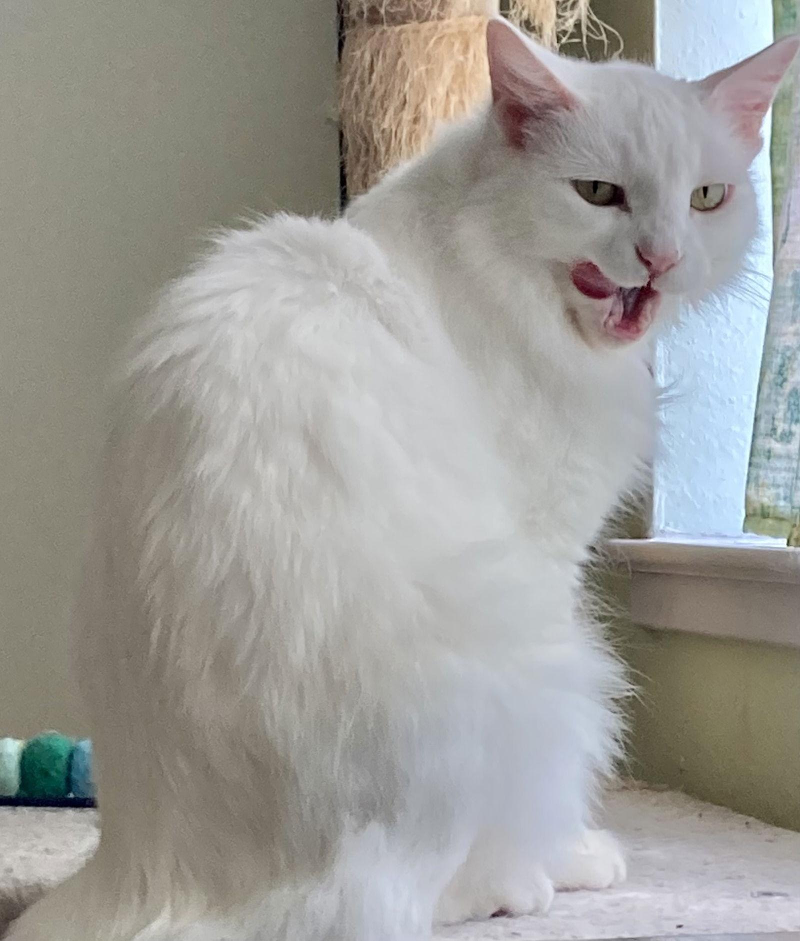 Enlarge Jillie, a Adoptable Domestic Medium Hair in San Jose, CA image 3/3