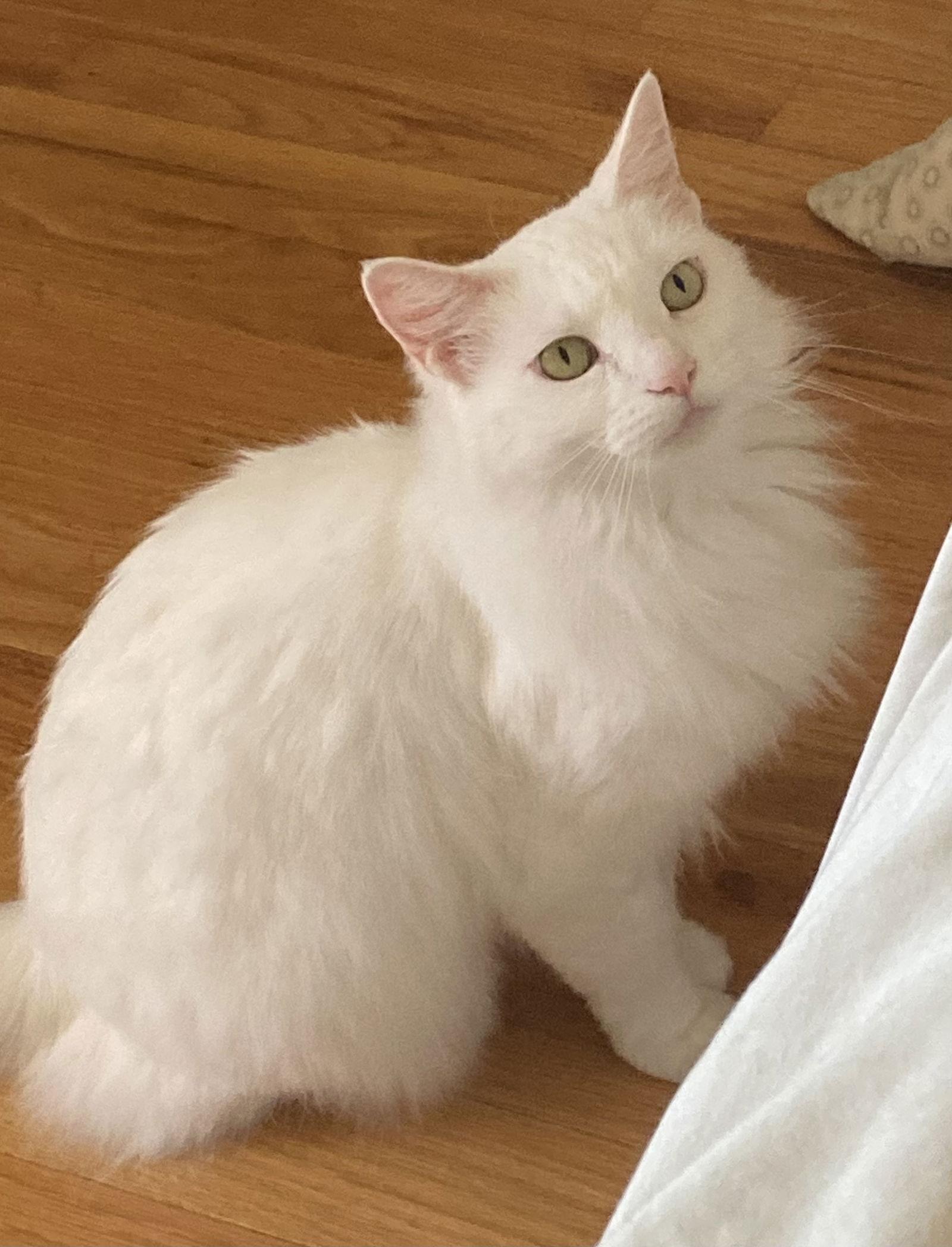 Jillie, a Adoptable Domestic Medium Hair in San Jose, CA image 3/3