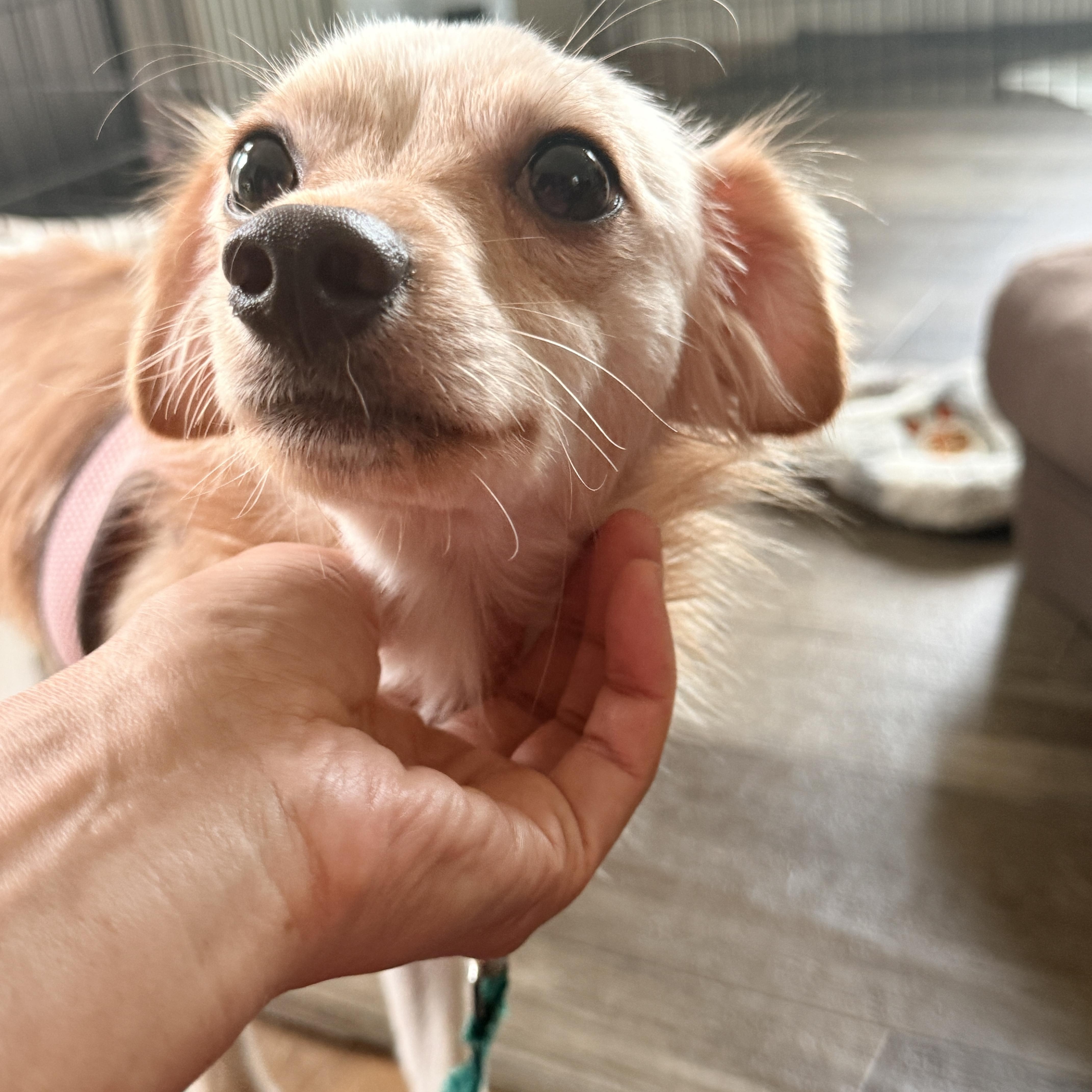 Enlarge Tigger, a Adoptable mixed breed in Columbia, MD image 2/5