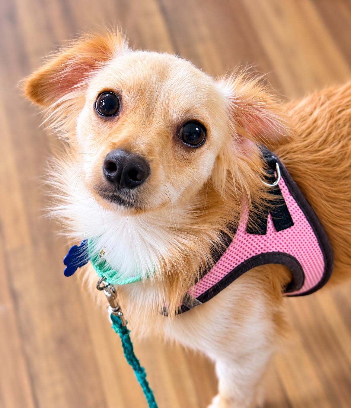 Enlarge Tigger, a Adoptable mixed breed in Columbia, MD image 1/5
