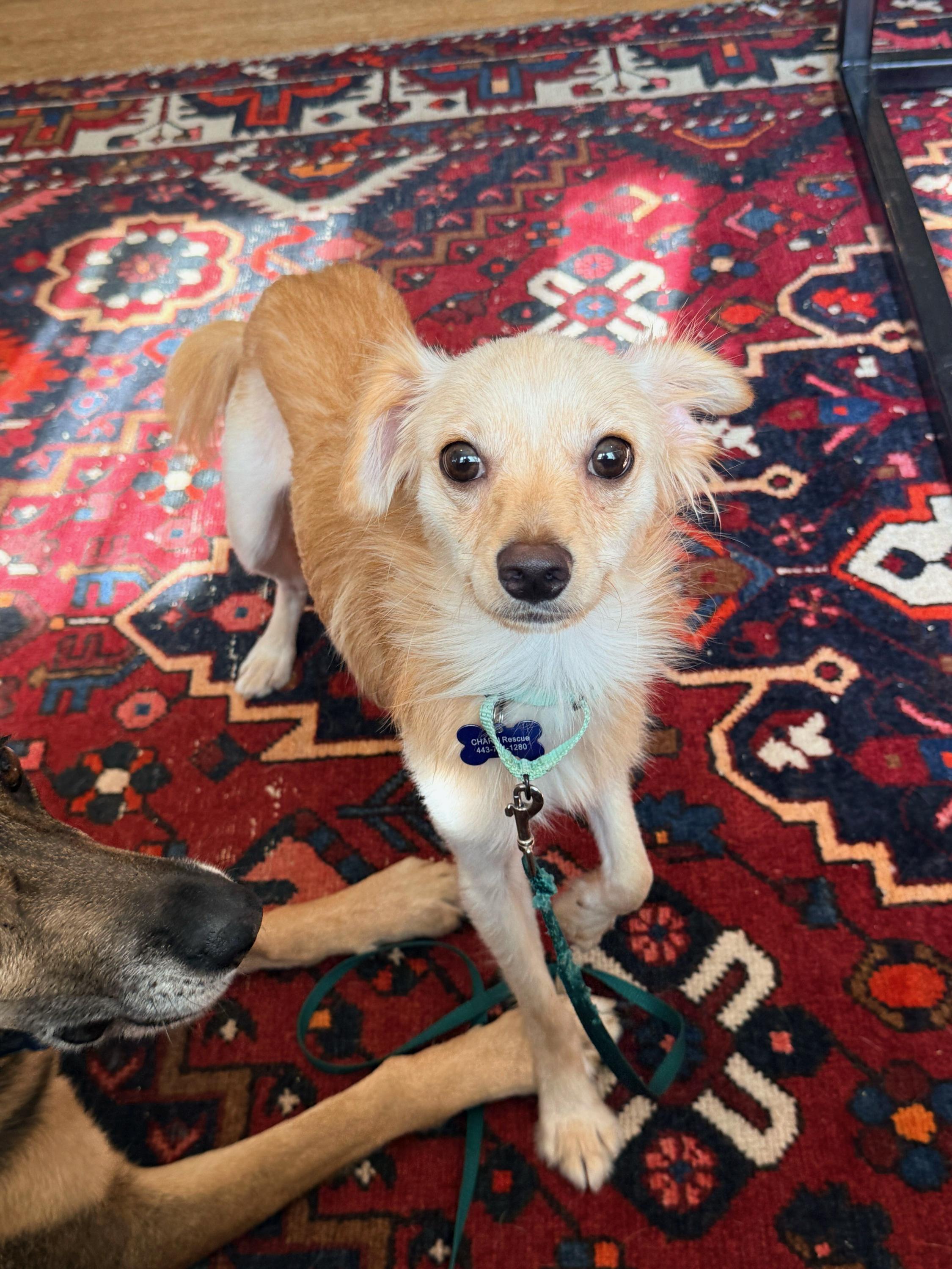 Enlarge Tigger, a Adoptable mixed breed in Columbia, MD image 5/5