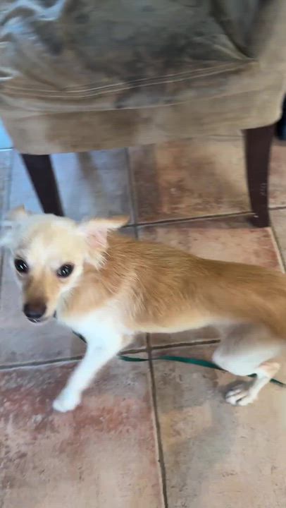 Enlarge Tigger, a Adoptable mixed breed in Columbia, MD video 3/5