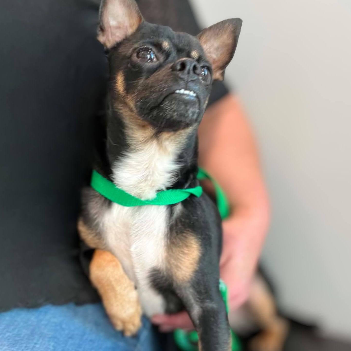 Enlarge Folsom, a ADOPTABLE Chihuahua in Austin, TX image 2/6