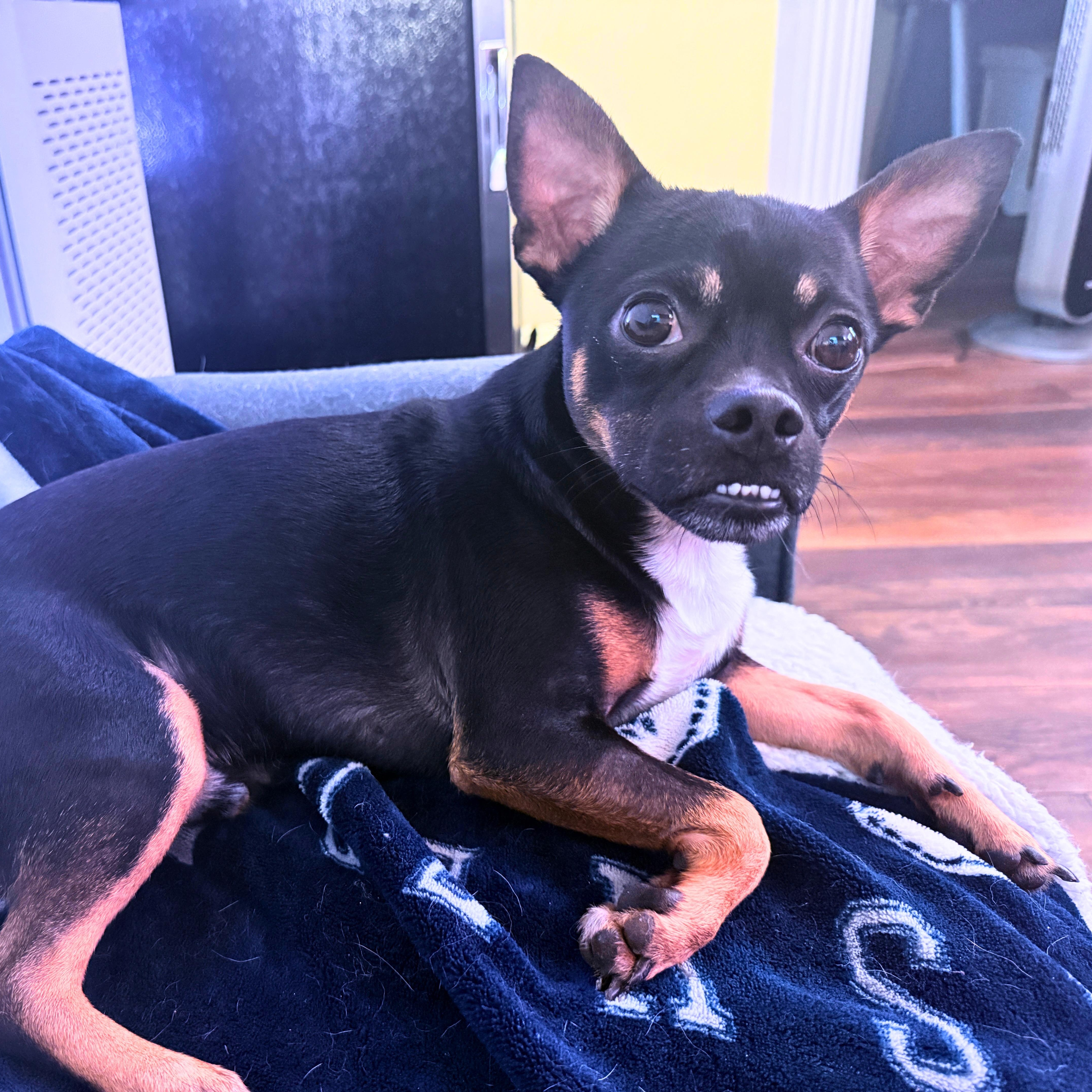 Enlarge Folsom, a ADOPTABLE Chihuahua in Austin, TX image 4/6