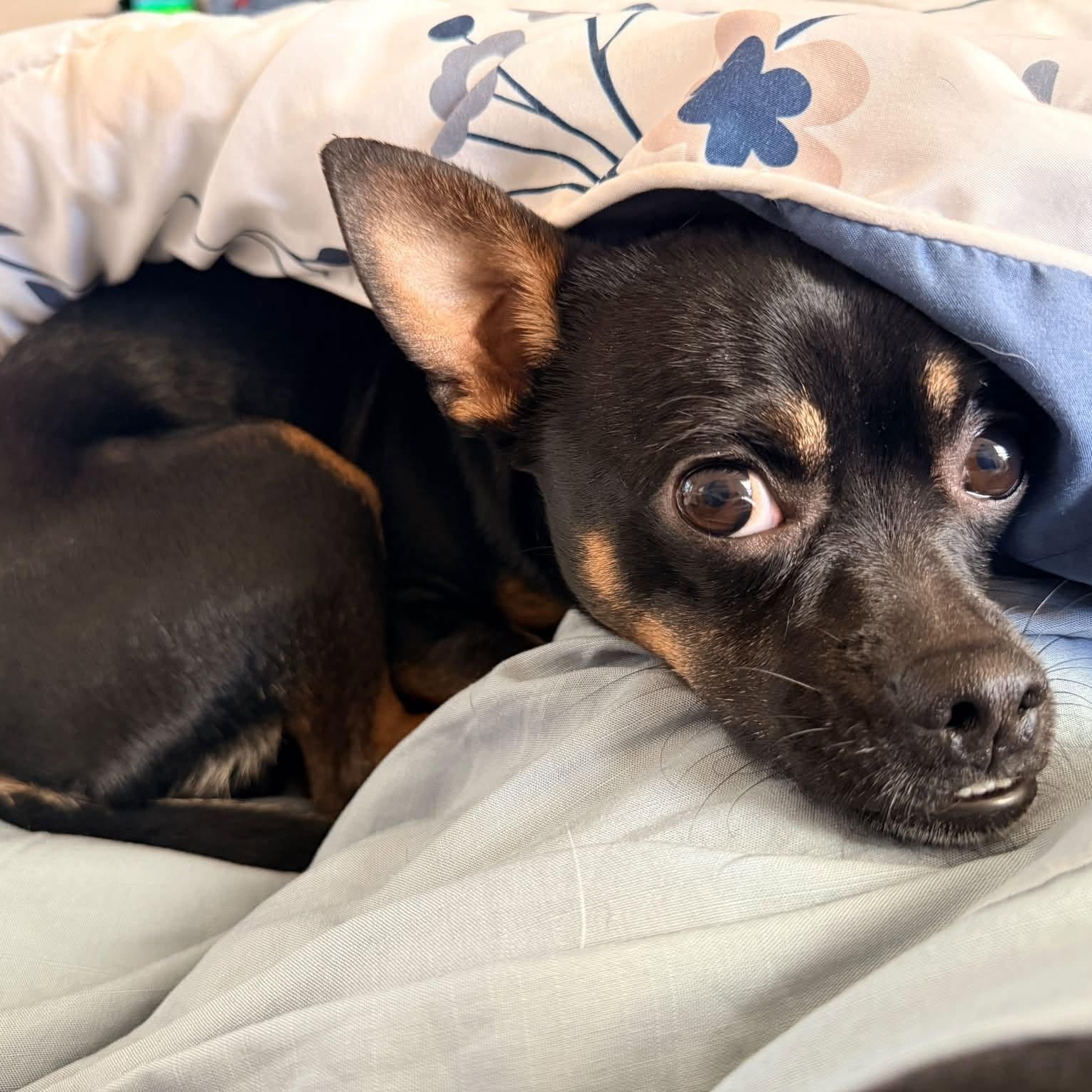 Enlarge Folsom, a ADOPTABLE Chihuahua in Austin, TX image 3/6