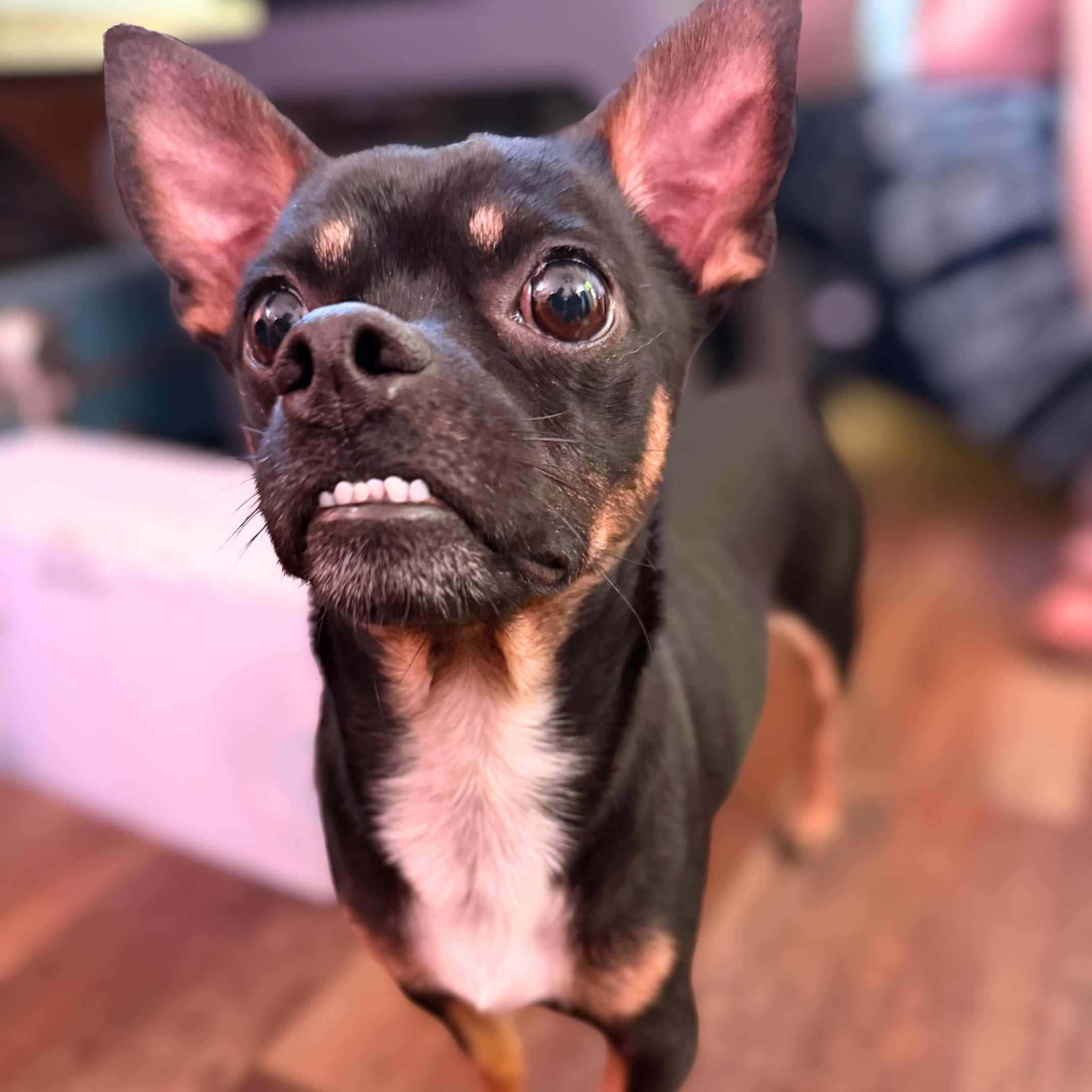 Folsom, ADOPTABLE, Young Male Chihuahua.