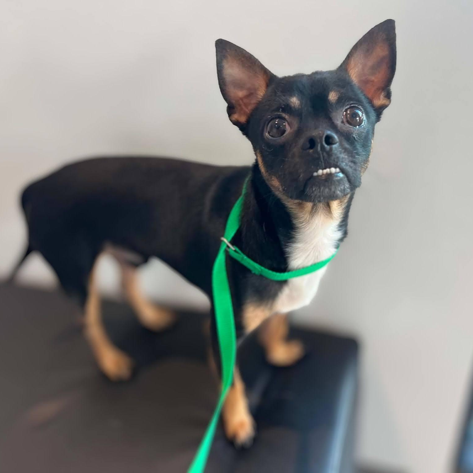 Enlarge Folsom, a ADOPTABLE Chihuahua in Austin, TX image 5/6