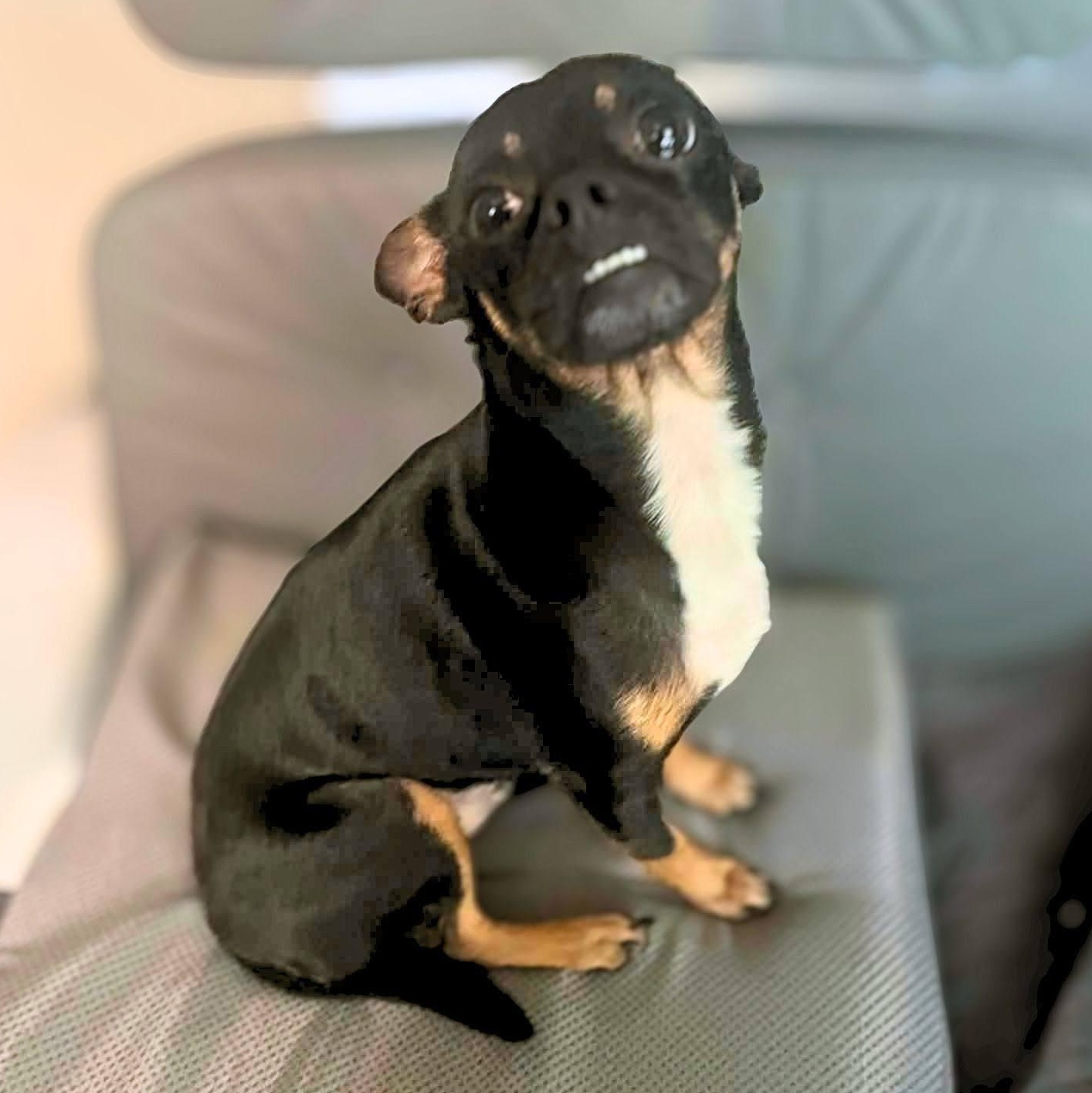 Enlarge Folsom, a ADOPTABLE Chihuahua in Austin, TX image 6/6