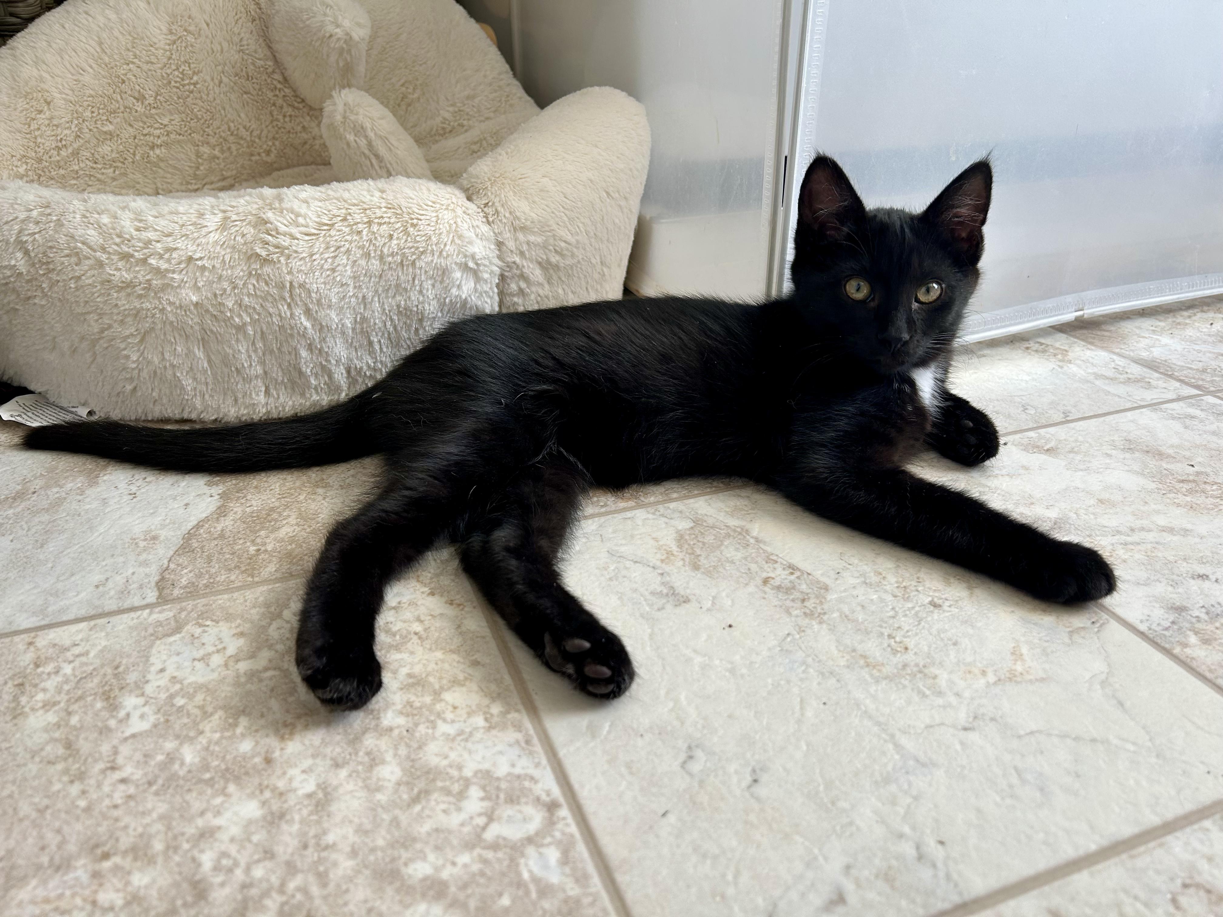 Spade, ADOPTABLE, Kitten Male Domestic Short Hair.
