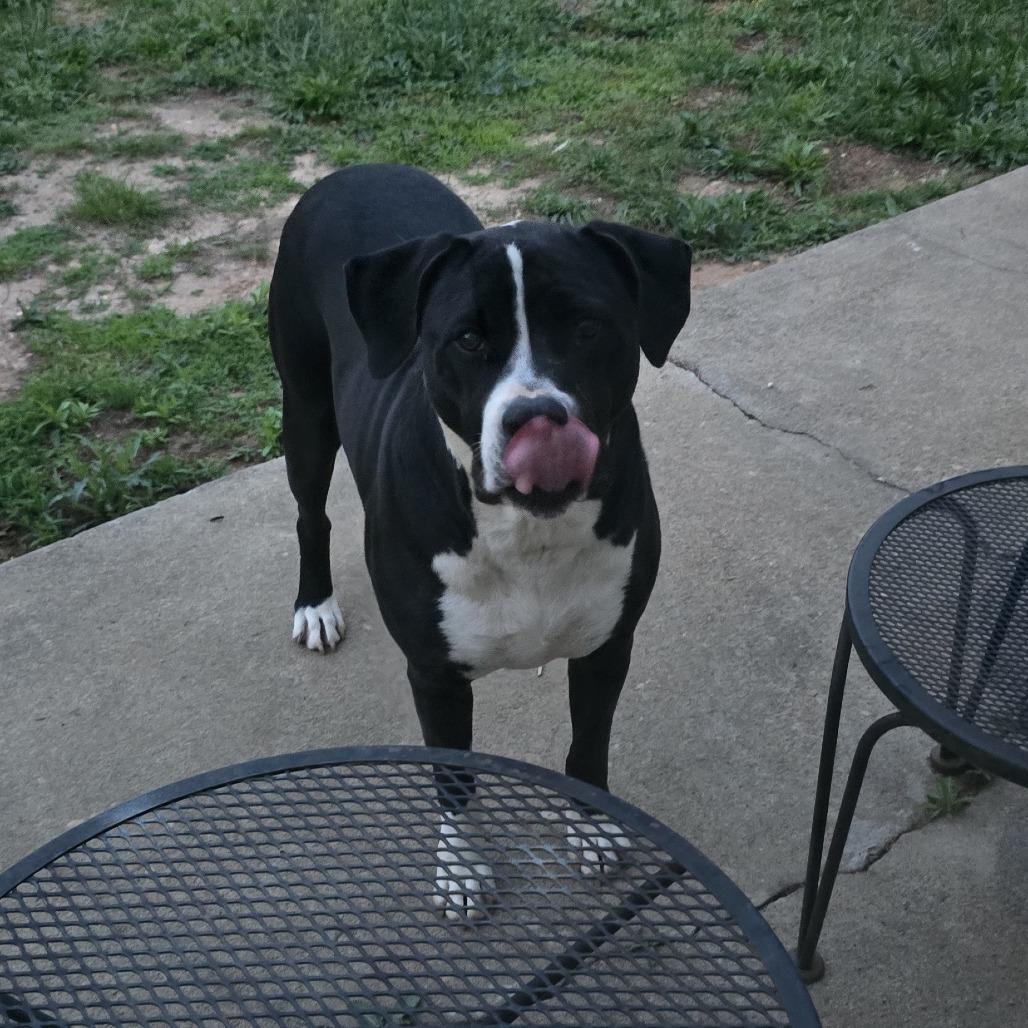 LuLu, a Adoptable mixed breed in Columbus, GA image 2/3