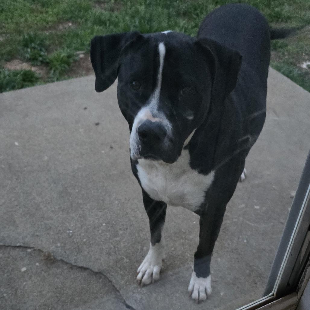 LuLu, a Adoptable mixed breed in Columbus, GA image 3/3