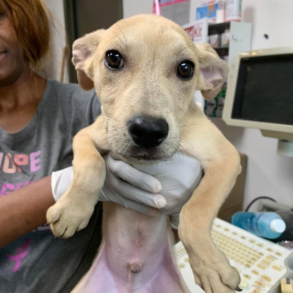 Luca, Adoptable, Puppy Male Labrador Retriever & Catahoula Leopard Dog.