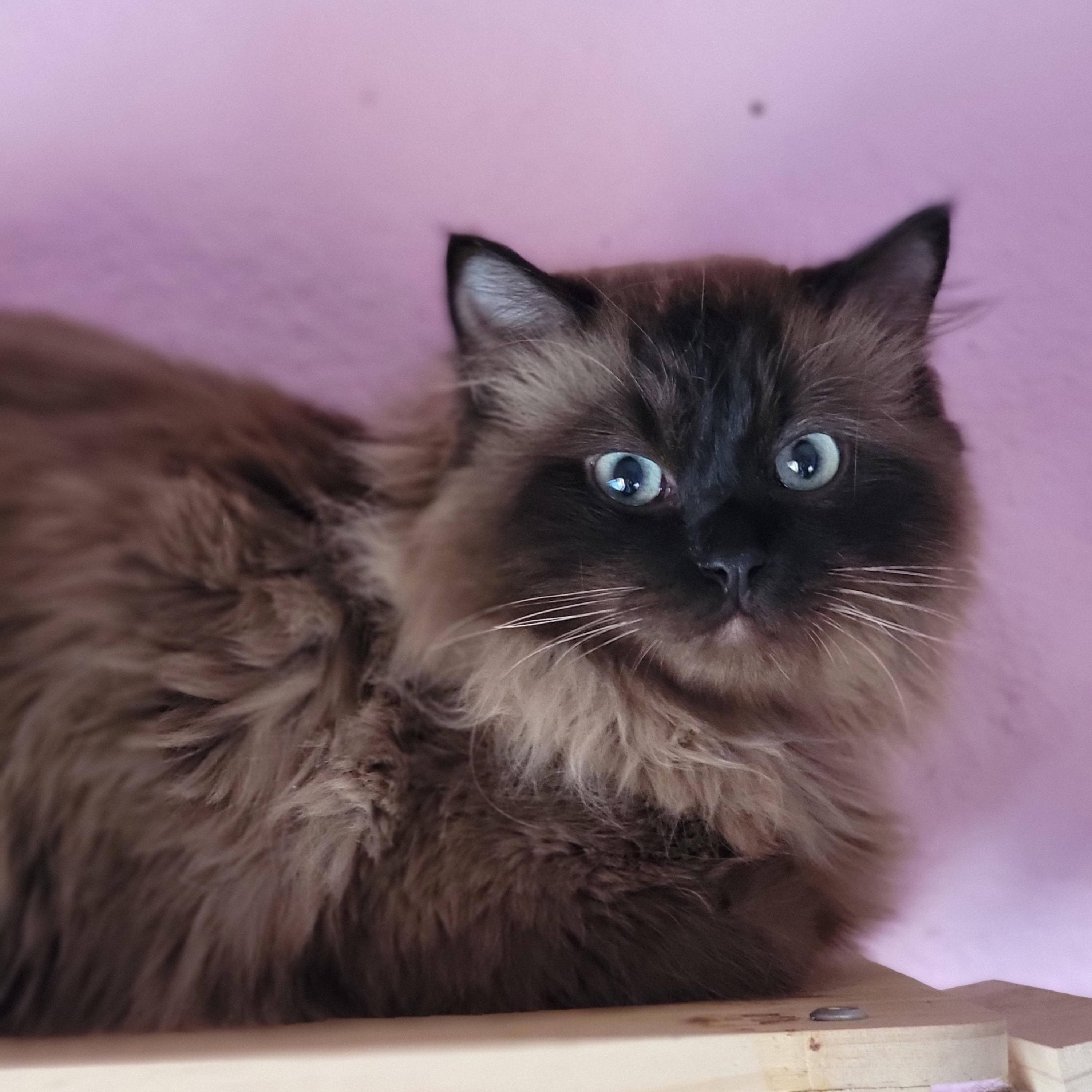 Macchiato