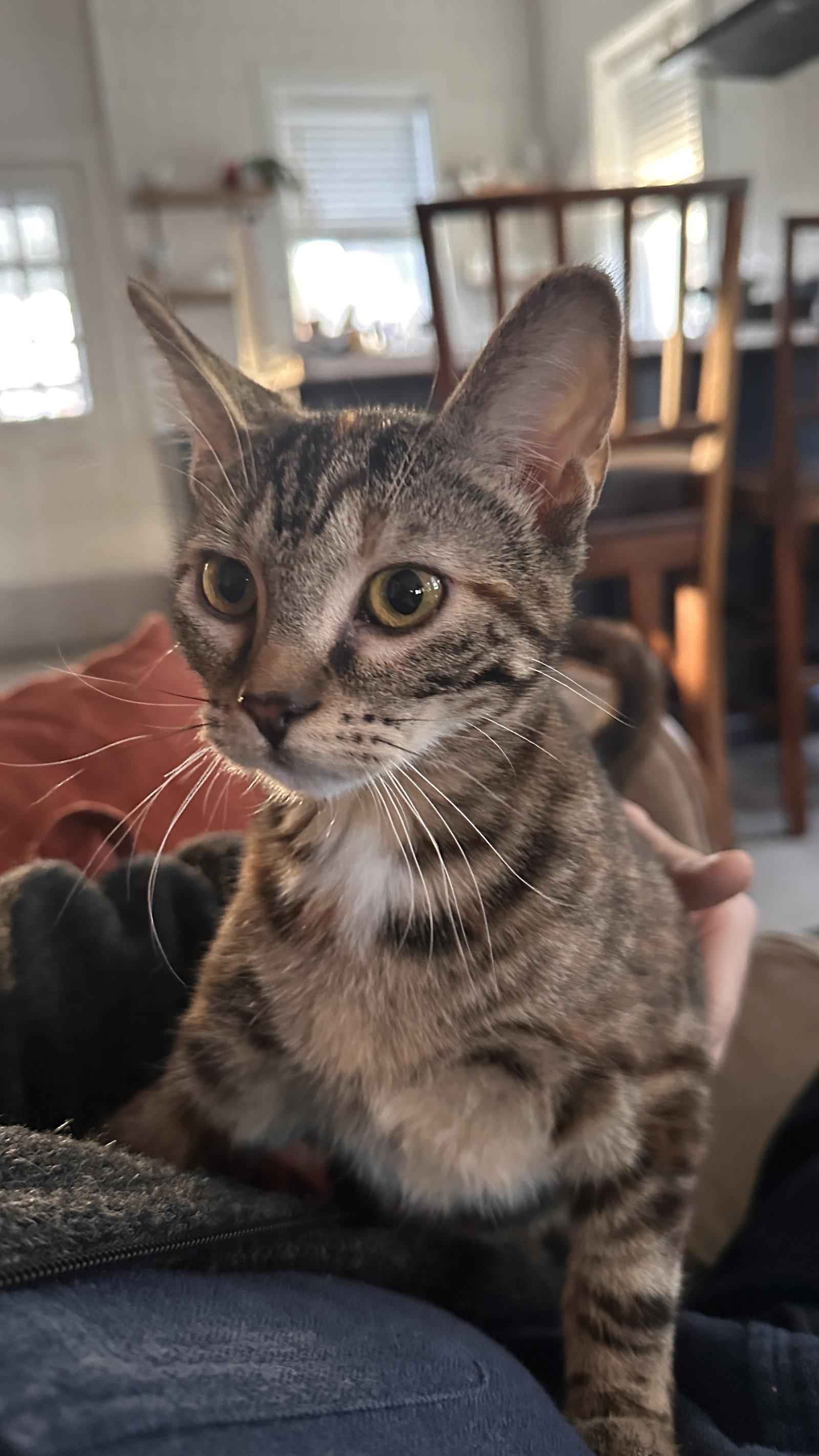Snickerdoodle, Adopted, Kitten Female Domestic Short Hair & Tabby.