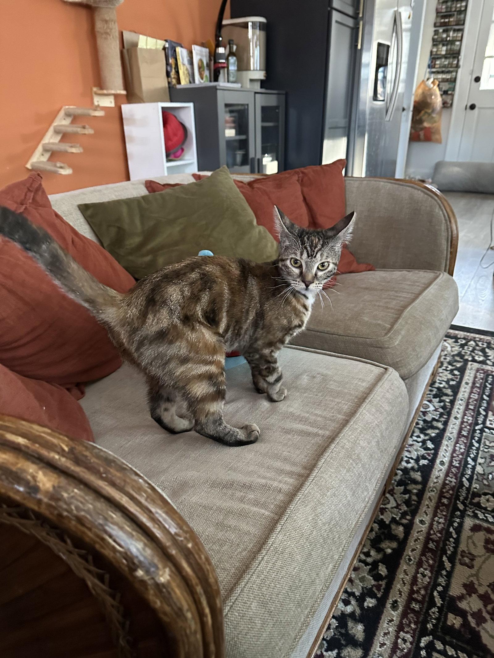 Enlarge Snickerdoodle, a Adopted mixed breed in Cincinnati, OH image 2/3