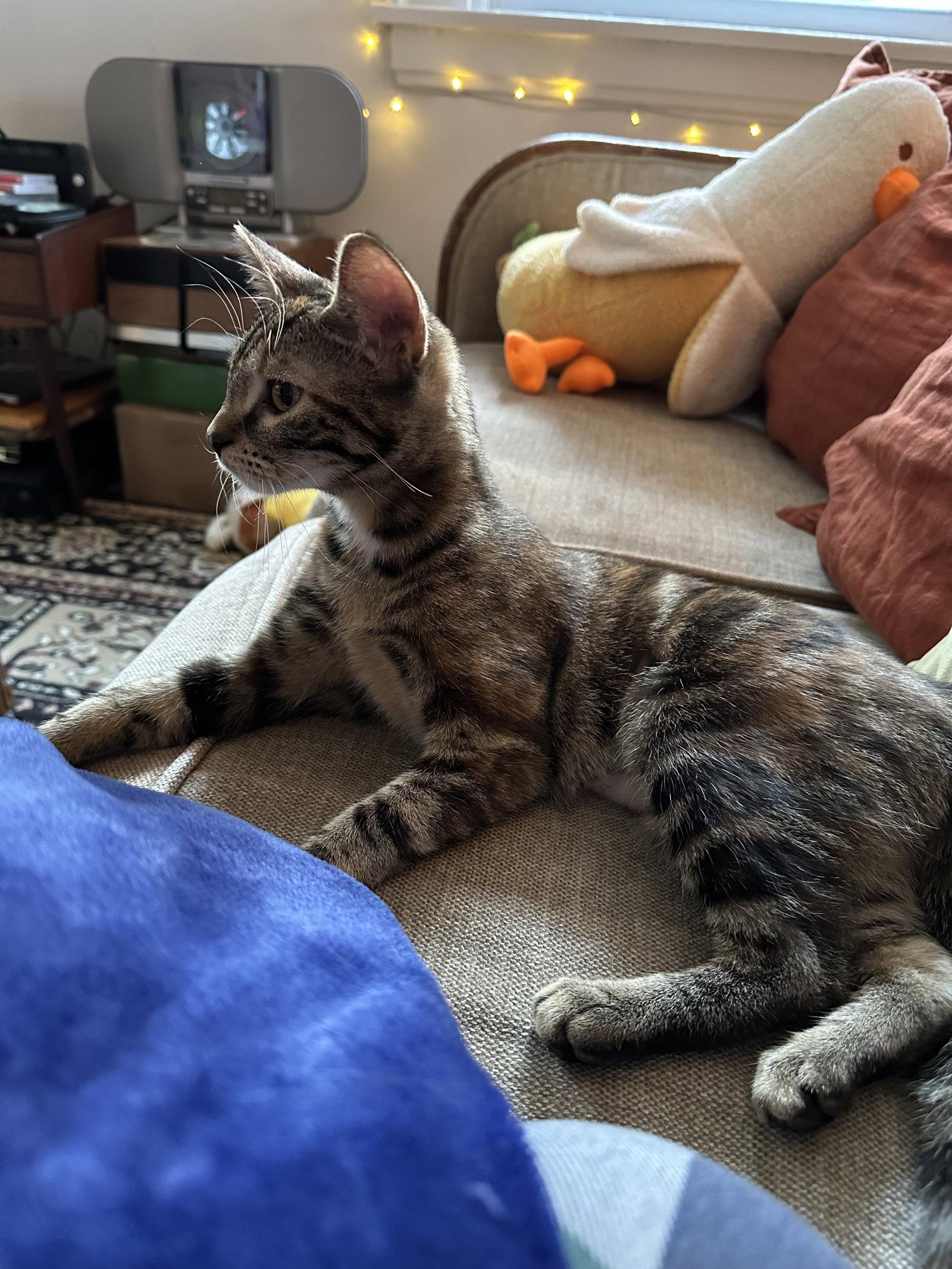 Enlarge Snickerdoodle, a Adopted mixed breed in Cincinnati, OH image 3/3