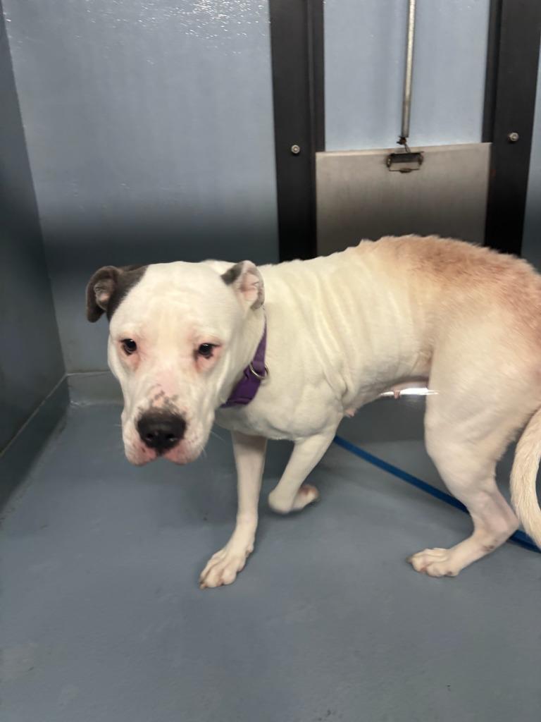 Darcy, Adoptable, Young Female Mixed Breed.