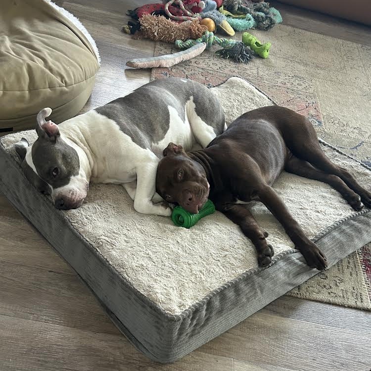 Tater Tot, a Adoptable mixed breed in Peotone, IL image 4/6