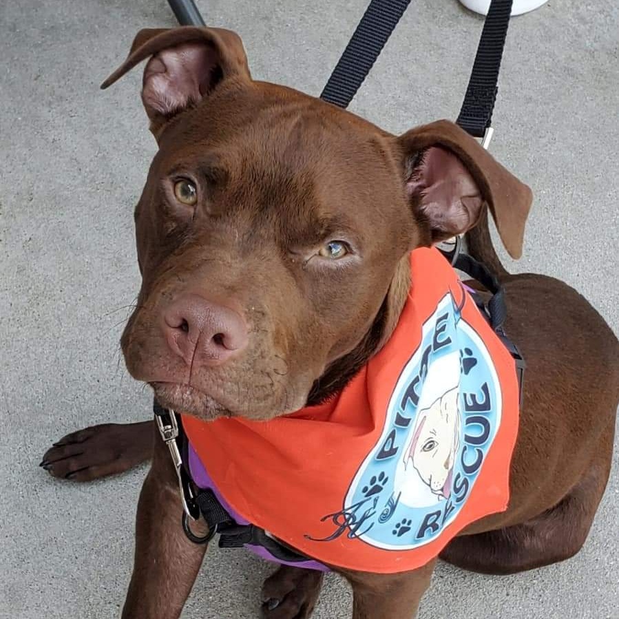 Tater Tot, a Adoptable mixed breed in Peotone, IL image 2/6