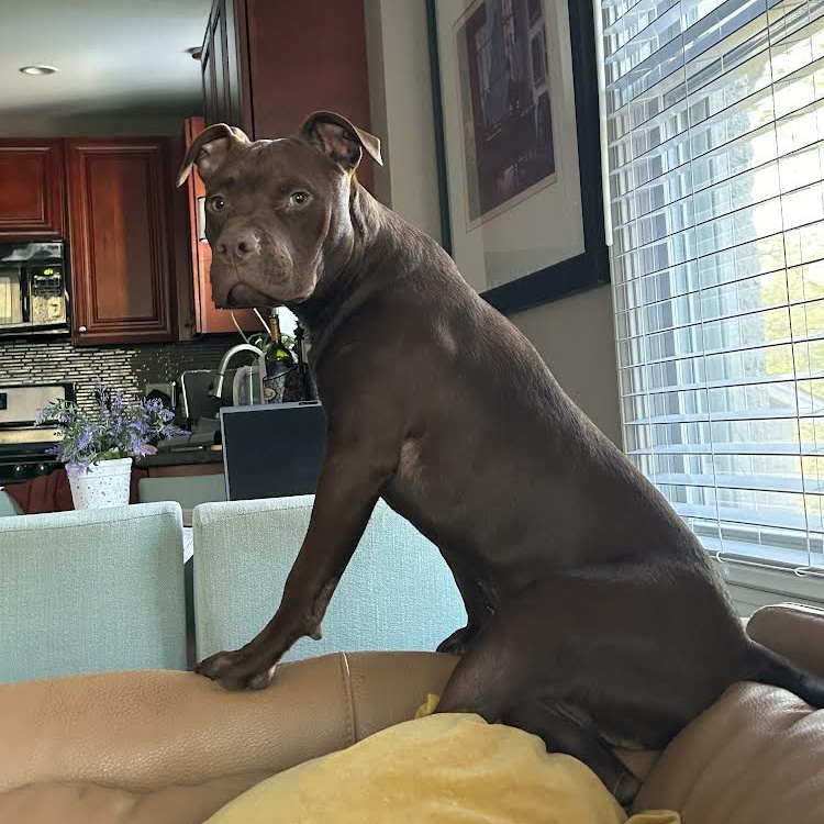 Tater Tot, a Adoptable mixed breed in Peotone, IL image 1/6