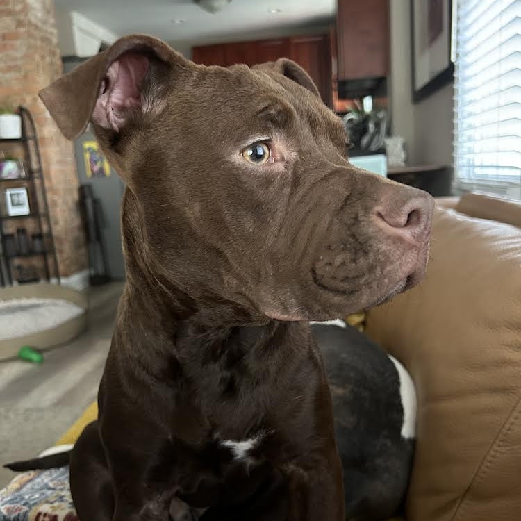 Tater Tot, a Adoptable mixed breed in Peotone, IL image 3/6