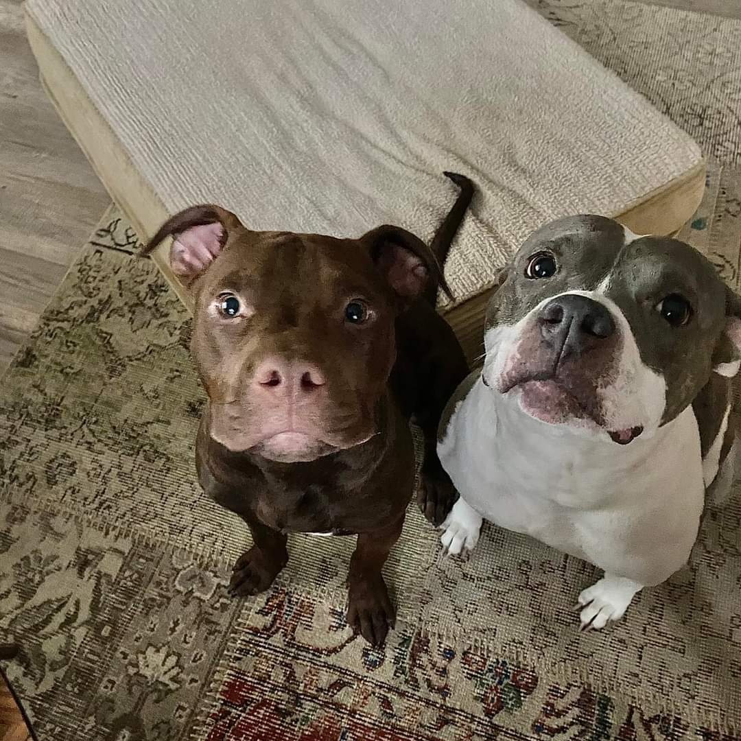 Tater Tot thumbnail 5