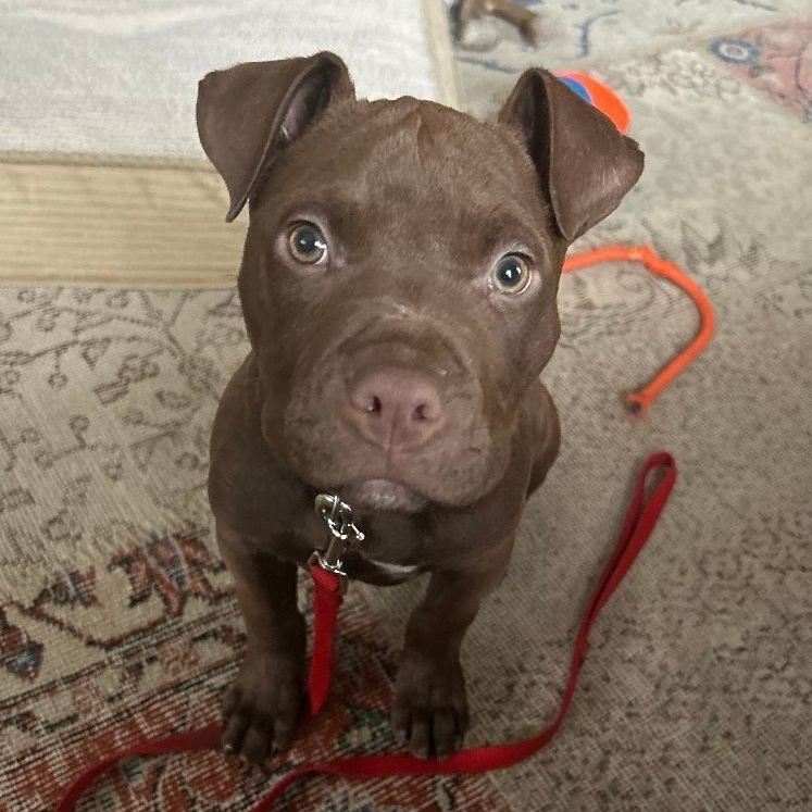 Tater Tot, a Adoptable mixed breed in Peotone, IL image 5/6