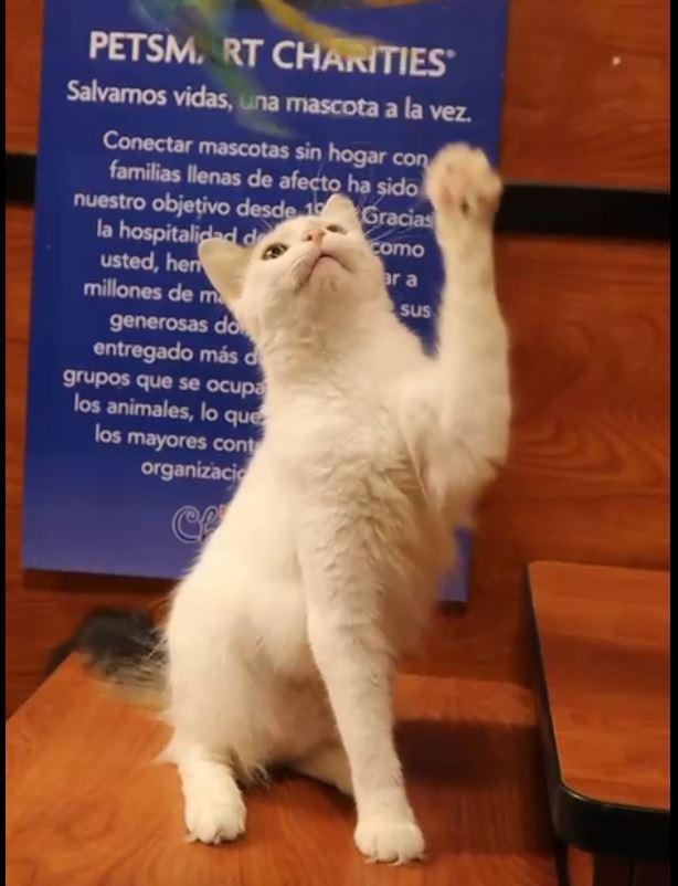 Marshmallow, an adopted Domestic Medium Hair in Manchester, NH image 5/6