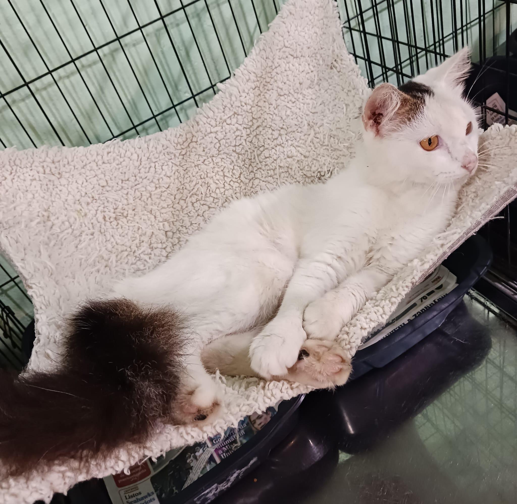 Marshmallow, an adopted Domestic Medium Hair in Manchester, NH image 2/6